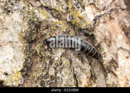 Un cacciatore di Caterpillar (Calosoma sp.) terra beetle larva di foraggi per il cibo sul tronco di quercia. Foto Stock