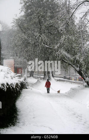 Un camminatore di cani si fa strada attraverso la neve nella zona di Crosspool di Sheffield, come la forza di Gale venti, neve, nevicate e pioggia che ha devastato parti della Gran Bretagna e ha lasciato circa 10,000 case attraverso il nord-est dell'Inghilterra senza potere sono fissati per continuare oggi. Foto Stock