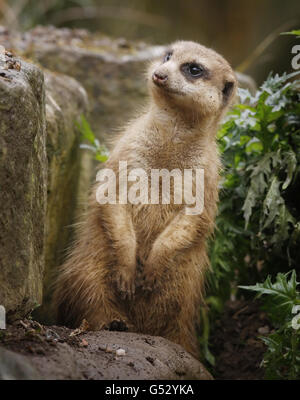 Un Meerkat allo Zoo di Edimburgo in Scozia, dopo un nuovo clan di Meerkats sono accolti dai visitatori. Foto Stock