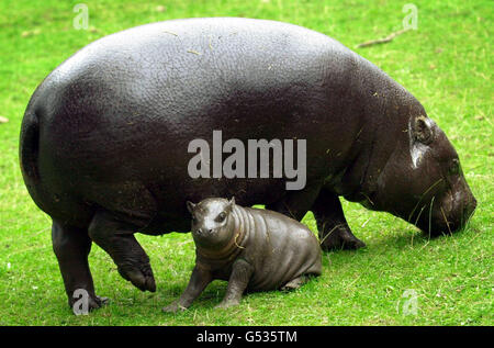 Un ippopotamo pigmeo di un mese chiamato Venere dopo il campione di Wimbledon Venus Williams, si avventura all'esterno con sua madre Leah, 6 anni, allo Zoo di Edimburgo. Venere, lunga diciotto centimetri, nacque il 11 luglio da madre Leah, 6 anni, e padre Fred, 24 anni. * l'ippopotamo pigmeo è un animale solitario originario delle foreste pluviali dell'Africa occidentale e il loro status in via di estinzione è ufficialmente elencato come "vulnerabile". Foto Stock