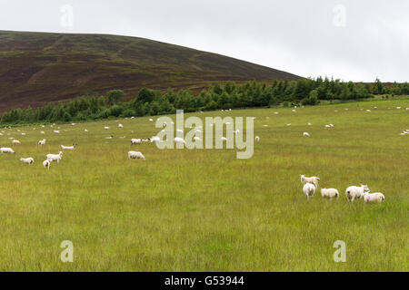Regno Unito, Scozia, murene, Keith, gregge di pecore sul pascolo, viaggiare in Scozia vicino a Keith Foto Stock