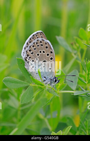 Adulti di corporatura robusta Blue Butterfly in Gloucestershire Foto Stock