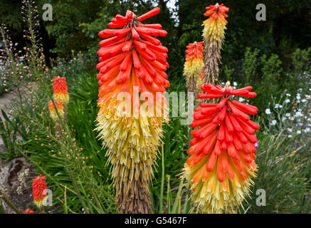 Red Hot poker alle piante del giardino. Tritoma Kniphofia Asphodelaceae. Noto anche come torcia lily o torcia gigli. Foto Stock