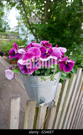 Colorate pansies viola in una pentola di metallo. Viola tricolore. Foto Stock
