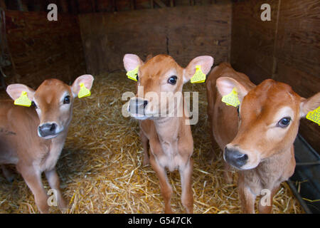 Vitelli Jersey in un caseificio Hertfordshire Foto Stock