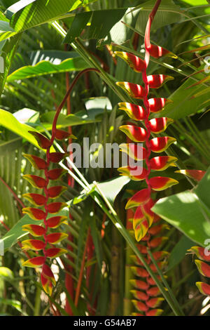 Sri Lanka Galle Provincia, Unawatuna, Heliconia fiori nel giardino tropicale Foto Stock