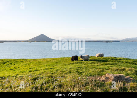 L'Islanda, Norðurland eystra, pecore in un prato di fronte ad un lago grande Foto Stock