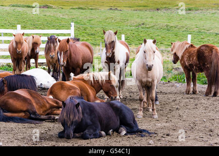 Islanda Islanda cavalli nel contenitore in Islanda Foto Stock