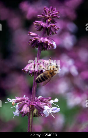 Apis mellifera European Honey ape on flower Salvia napifolia, raccogliendo nettare nutrimento Foto Stock