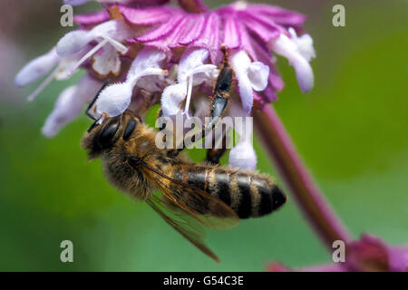 European Honey Bee on Salvia napifolia Fiore da vicino Fiore d'ape del miele occidentale Salvia Fiore di primo piano d'ape del miele europeo Foto Stock