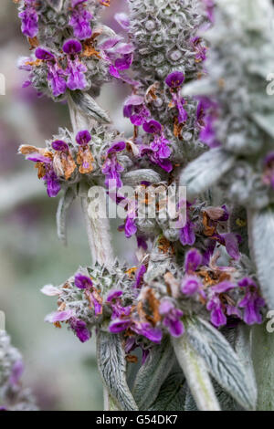 Agnelli' orecchie, Stachys byzantina, fioritura Foto Stock