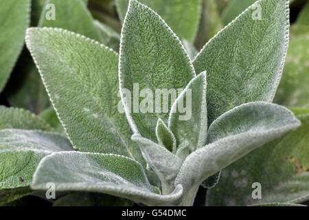 Orecchie di agnelli, foglie di Stachys byzantina Foto Stock