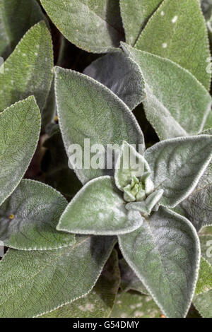 Agnelli' orecchie, Stachys byzantina, foglie Foto Stock