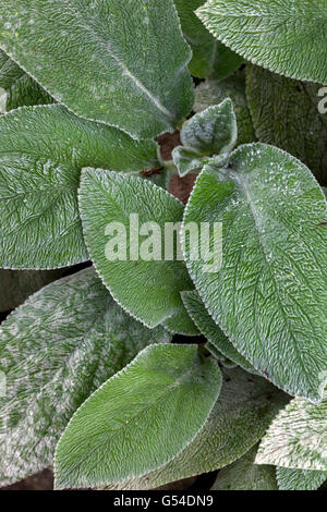 Agnelli' orecchie, Stachys byzantina, foglie Foto Stock