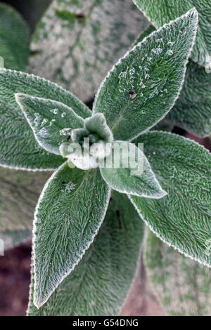 Agnelli' orecchie, Stachys byzantina, foglie Foto Stock