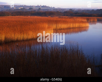 Luce della Sera Marazion paludi Foto Stock