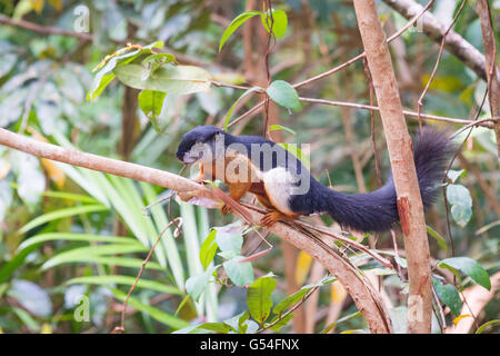 Indonesia, Kalimantan, Borneo Kotawaringin barat, Tanjung messa National Park, close-up di uno scoiattolo, Prevosts scoiattolo (Callosciurus prevostii) Foto Stock