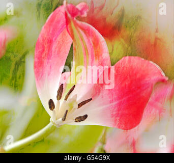 Le ultime fasi di fioritura red tulip fioritura in un campo della lampadina. Testurizzato e Altered digitalmente foto. Foto Stock