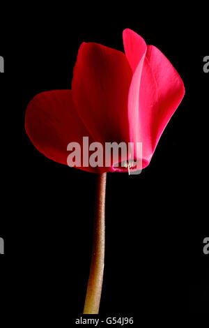 Rosso ciclamino fiore su sfondo nero Foto Stock