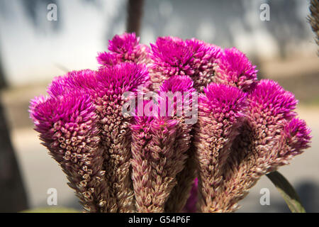 Sri Lanka, Unawatuna, cerise Celosia cresta di gallo fiori in guest house garden Foto Stock