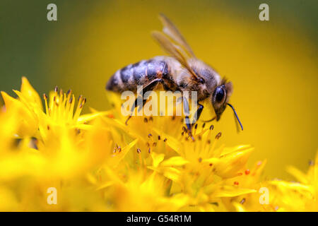 Primo piano api su fiore Apis mellifera primo piano europeo api miele fiore giallo Phedimus floriferus 'Weihenstephaner Gold' Sedum kamtschaticum Foto Stock