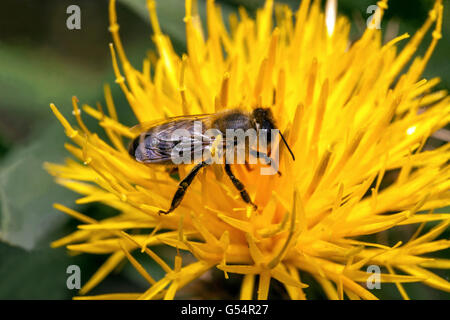 Ape su fiore Centaurea kotschyi, fiordaliso giallo Foto Stock