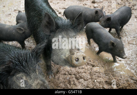 American Guinea porci vagare nel grande giardino recintato aree di pascolo sui terreni della fattoria Hock-Newberry Maggio 21, 2016 a Marshall, Virginia. La fattoria è di proprietà di un'U.S. Coast Guard veterano che hanno condiviso la sua conoscenza con altri membri del servizio come parte del servizio per la gestione amministrativa del programma. Foto Stock