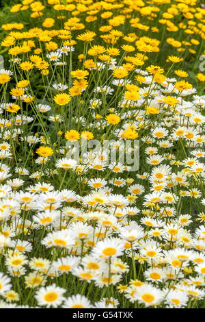 Anthemis tinctoria 'gelato di limone' e Cota tinctoria - golden marguerite o camomilla giallo Foto Stock