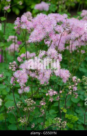 Prato rue - Thalictrum aquilegiifolium Foto Stock