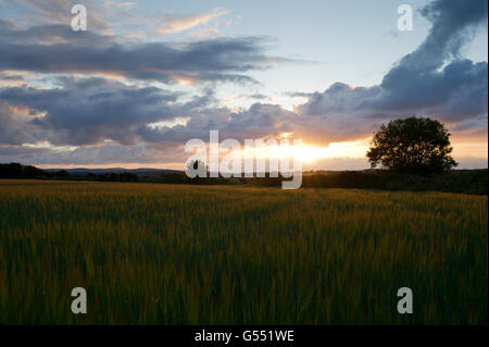 Tramonto spettacolare su cornfield con silhouette di un albero nel lato destro dell'immagine Foto Stock