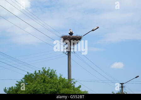 Cicogna bianca nido nella parte superiore del polo elettrico nel villaggio ucraino Foto Stock