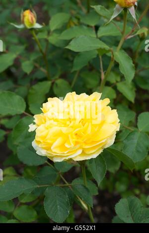 Molineux rosa Inglese - allevati da David Austin, rosa ad arbusto. Foto Stock