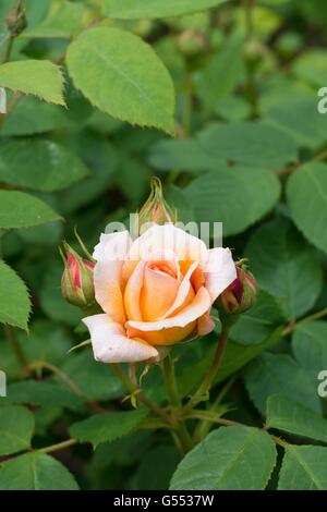 Grazia ,rosa Inglese - allevati da David Austin, rosa ad arbusto. Foto Stock