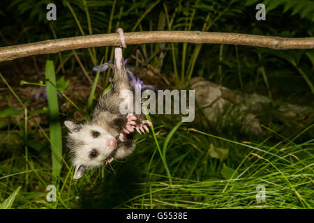 Un bambino di opossum appesi per la coda da una succursale nel bosco. Foto Stock