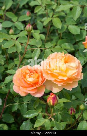 Signora DI SHALOTT, rosa inglese - allevati da David Austin, rosa ad arbusto. Foto Stock