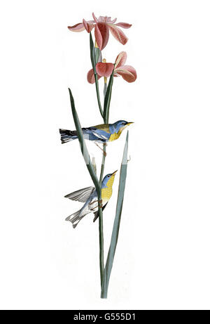 Parula settentrionale, Parula americana, Blue giallo-backed trillo, uccelli, 1827 - 1838 Foto Stock