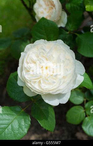 WILLIAM E CATHERINE, rosa inglese - allevati da David Austin, rosa ad arbusto. Foto Stock