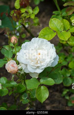 WILLIAM E CATHERINE, rosa inglese - allevati da David Austin, rosa ad arbusto. Foto Stock