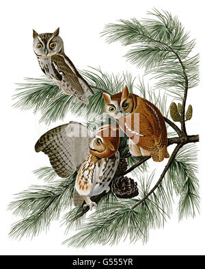 Screech-Owl orientale, asio otus, poco Civetta, uccelli, 1827 - 1838 Foto Stock