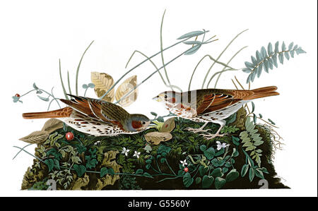 Fox Sparrow, Passerella iliaca, Fox-colorato Sparrow, uccelli, 1827 - 1838 Foto Stock