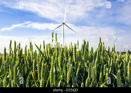 Acerbi di frumento in un campo in Olanda con alcune turbine eoliche in background Foto Stock