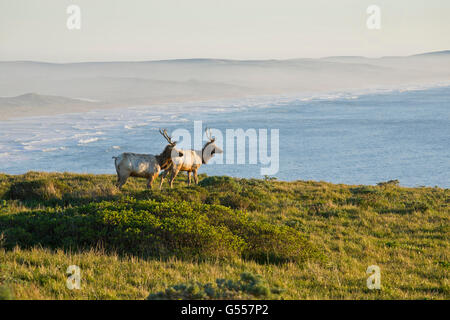 Point Reyes National Seashore, Marin County, California, USA, due giovani Tule elk tori (Cervus nannodes) sul crinale Foto Stock