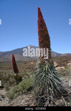 Il monte Teide bugloss / torre di gioielli / Rosso Tajinaste (Echium wildpretii) picchi di fioritura sotto il Monte Teide, Tenerife. Foto Stock