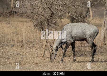 Nilgai (Boselaphus tragocamelus), Bovidae, il Parco nazionale di Ranthambore, India, Asia Foto Stock