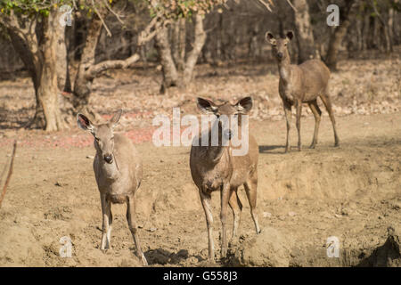 Sambar cervi, Rusa unicolor, Cervidae, il Parco nazionale di Ranthambore, India, Asia Foto Stock