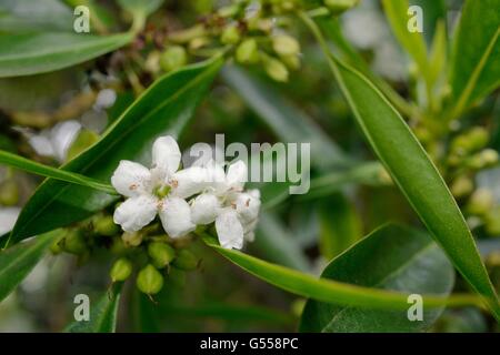 Fioritura Waterbush / appuntita (Boobialla Myoporum tenuifolium) una specie provenienti da Australia e Nuova Caledonia invasiva in Tenerife Foto Stock