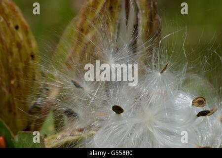 impianto ospite della monarch Foto Stock