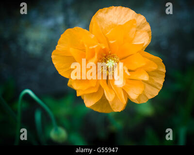 Orange gallese fiore di papavero (Meconopsis cambrica) Foto Stock