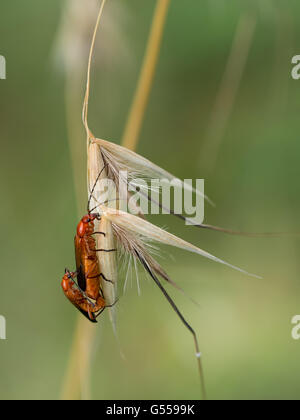 Rhagoncha fulva. Maschio e femmina coleotteri soldato coniugata sull'erba. Foto Stock