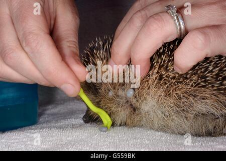 Hedgehog (zecche Ixodes hexagonus) essendo rimosso con un segno di spunta il gancio estrattore da un giovane orfano riccio (Erinaceus europaeus). Foto Stock